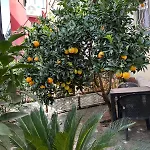 דירה Comfort&cozy Near Airport & Bus Terminal טיראנה